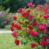 Rosier Paysager 3L