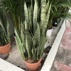 Sanseveria Zeylanica C24