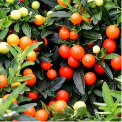 Solanum Pseucapsicum C19