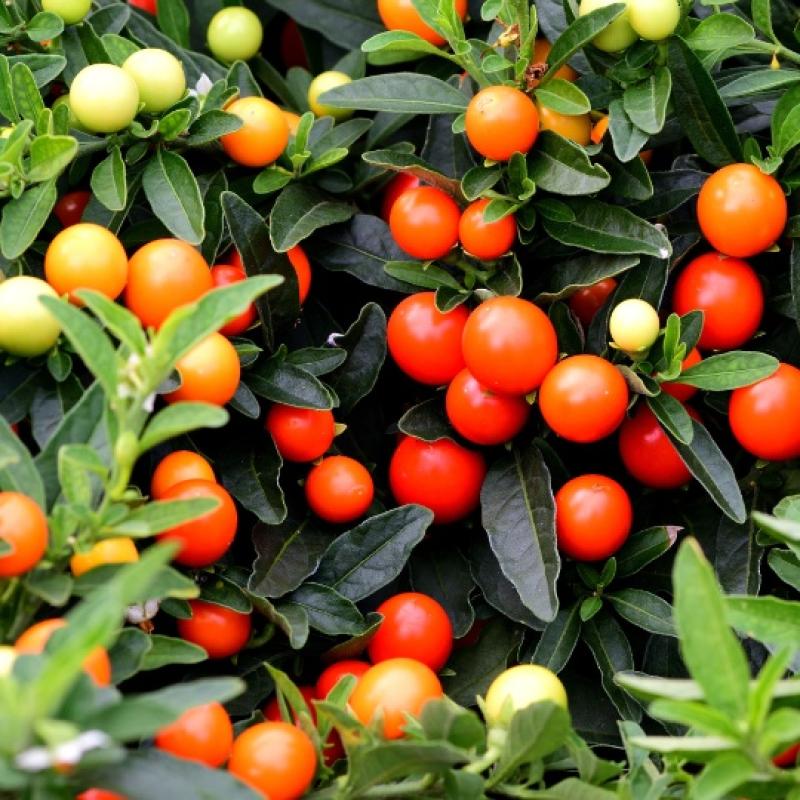 Solanum Pseucapsicum C19