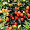 Solanum Pseucapsicum C19