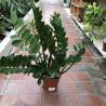 Zamioculcas C21