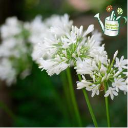 Agapanthe Blanche 3L