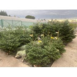 Sapin Coupe Nordman 80/100cm