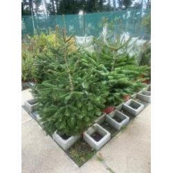 Sapin Fraseri Pot de Culture 150/175cm 