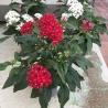 Pentas C13