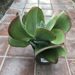 Kalanchoe Thyriflora C17
