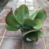 Kalanchoe Thyriflora C17