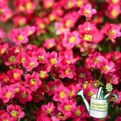 Saxifrage 1L