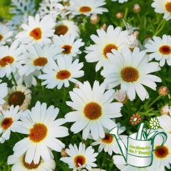 Leucanthemum 1L 