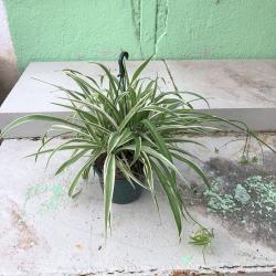 Chlorophytum Suspension 
