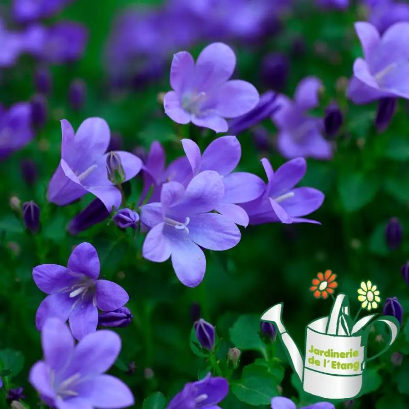 Campanule 1L