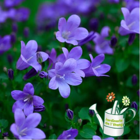 Campanule 1L