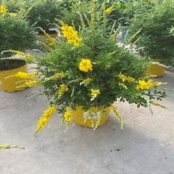 Cytisus Madariensis 5L