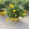 Cytisus Madariensis 5L