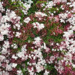 Jasmin Polyanthum Palissé C17