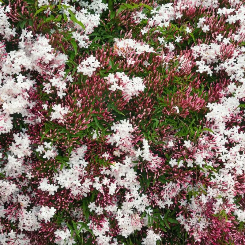 Jasmin Polyanthum Palissé C17