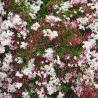 Jasmin Polyanthum Palissé C17