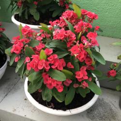 Euphorbia Millii C17
