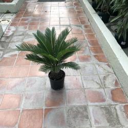 Cyca revoluta C21