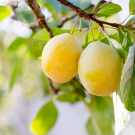 Prunier Reine Claude Dorée 10L