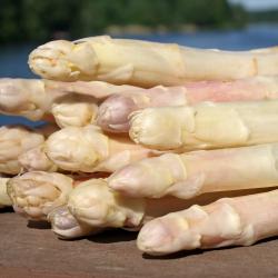 Asperge Blanche type argenteuil X10
