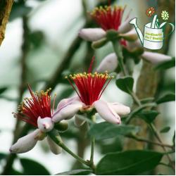 Feijoa 3L
