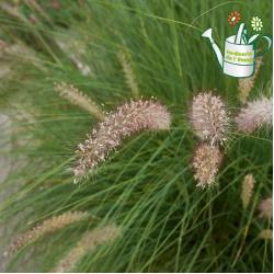 Pennisetum Atropurpureum 3L