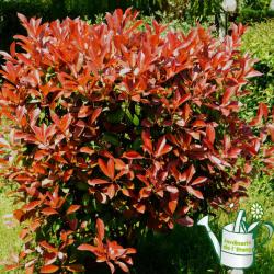 Photinia Red Robin 3L