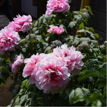 Pivoine arbustive 3L