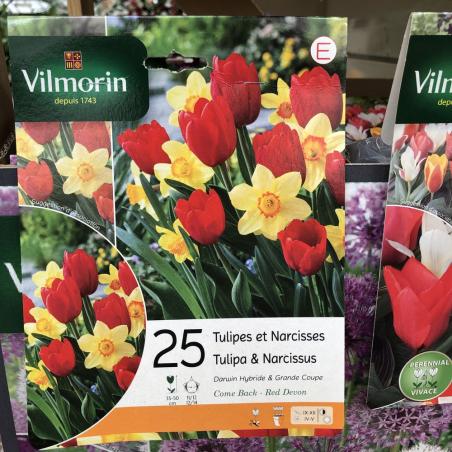 Tulipe Narcisse mix X25