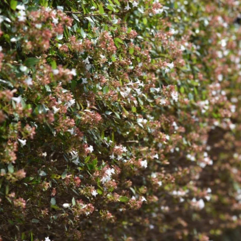 Abelia Grandiflora 15L
