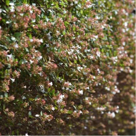 Abelia Grandiflora 15L