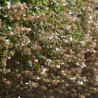 Abelia Grandiflora 15L