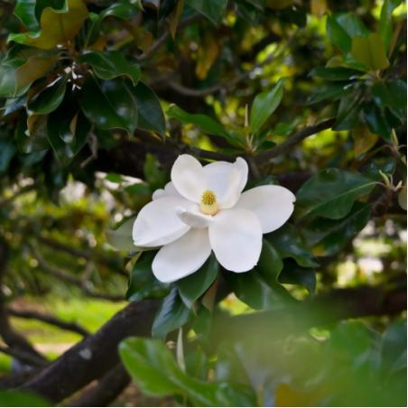 Magnolia Tige 10/12