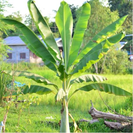Musa Basjoo 16L