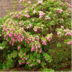Pieris Japonica 10L