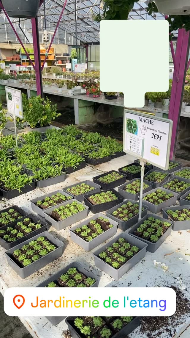 #potager #automne #jardin #jardinerie #jardineriedeletang #velaux #salondeprovence #grans #lancondeprovence #marignane