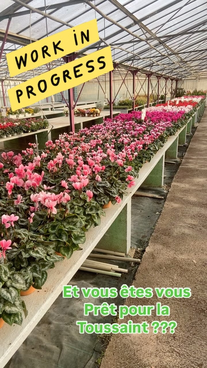 La Toussaint a la Jardinerie de l’étang c’est :
- Sa production de cyclamen, pensées, violas,…
- Production locale de chrysanthèmes arrivage mardi 15 octobre boutons colorés.
- Tergal et fleur artificielle qualité Extra !!!
- Véronique, Bruyères, Cyprès nain et toute les plantes de Toussaint 👍
- Ouvert Dimanche 26 octobre toute la journée 😀
- Du choix, Des conseils, De la qualité 

Vous ne nous connaissez pas alors venez nous découvrir et pour cela une seule adresse :
2300 Route des Baisses 13130 Berre l’étang 

#productionlocale #toussaint #chrysantheme #cyclamen #jardinerie #jardineriedeletang #berreletang #lafarelesoliviers #vitrolles #salondeprovence