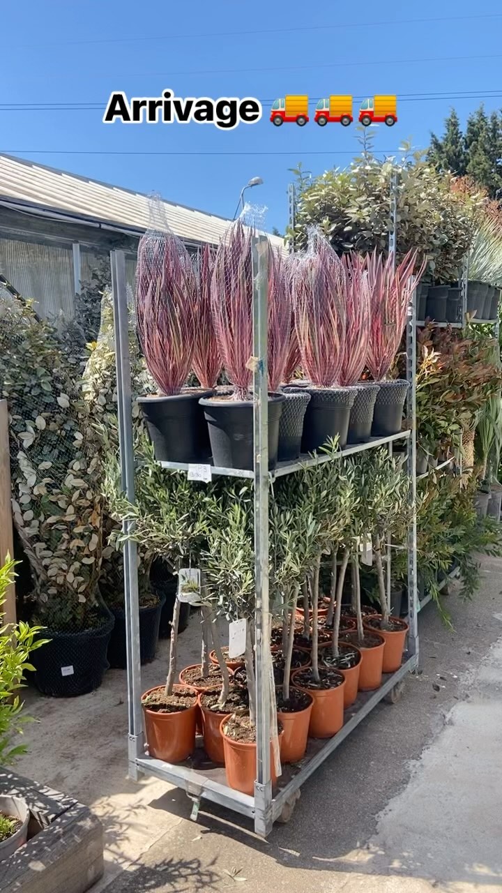 Toujours pleins de végétaux dispo à la jardinerie 🤩🤩🤩

En stock ou sur commande comme cet arrivage 🚚🚚

Nous trouverons la solution ensemble pour réaliser de belles plantations chez vous 🌴🌴🌴

Pour ça une seule adresse Jardinerie de l’étang 2300 route des baisses 13130 Berre l’etang 

#jardinerie #arrivage #pepiniere #plante #commande #berreletang #jardineriedeletang