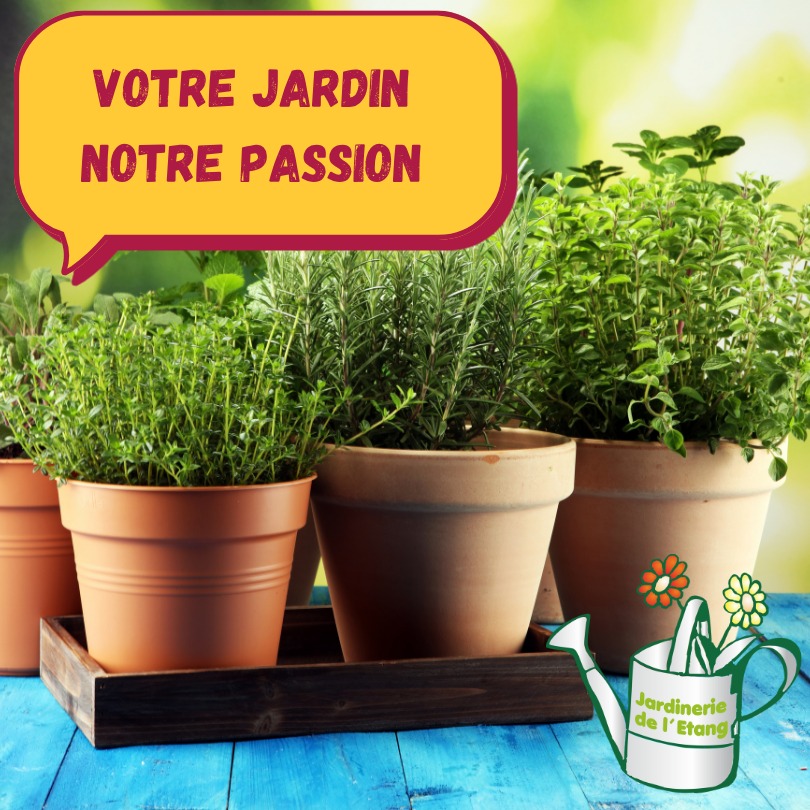 🌿 Alerte aux amoureux des bonnes herbes ! 🌿

Vous en avez marre du basilic tristounet du supermarché qui fait la tête au bout de 2 jours ? Nous aussi ! 😅

A La Jardinerie de l'étang, on vous propose notre sélection ET notre production de plantes aromatiques qui ont la pêche toute l'année ! 💪🌱

Le tout à 3€20 le pot de 14cm (oui, vous avez bien lu, on n'a pas oublié un zéro !)

Basilic qui sent bon, thym qui tient le coup, romarin qui a du caractère... Bref, de quoi transformer votre cuisine en jardin d'Eden ! 👨‍🍳✨

📍 La Jardinerie de l'Étang
2300 route des Baisses, 13130 Berre-l'Étang

🕐 Ouvert 7j/7 de 9h à 12h et de 14h à 18h
Même les jours fériés (oui, même quand vous, vous faites la grasse mat' !)

#plantesaromatiques #jardinerie #berrelétang #jardin #herbesaromatiques #basilic #thym #romarin #jardinerie #priximbattable #mainverte #cuisinemaison