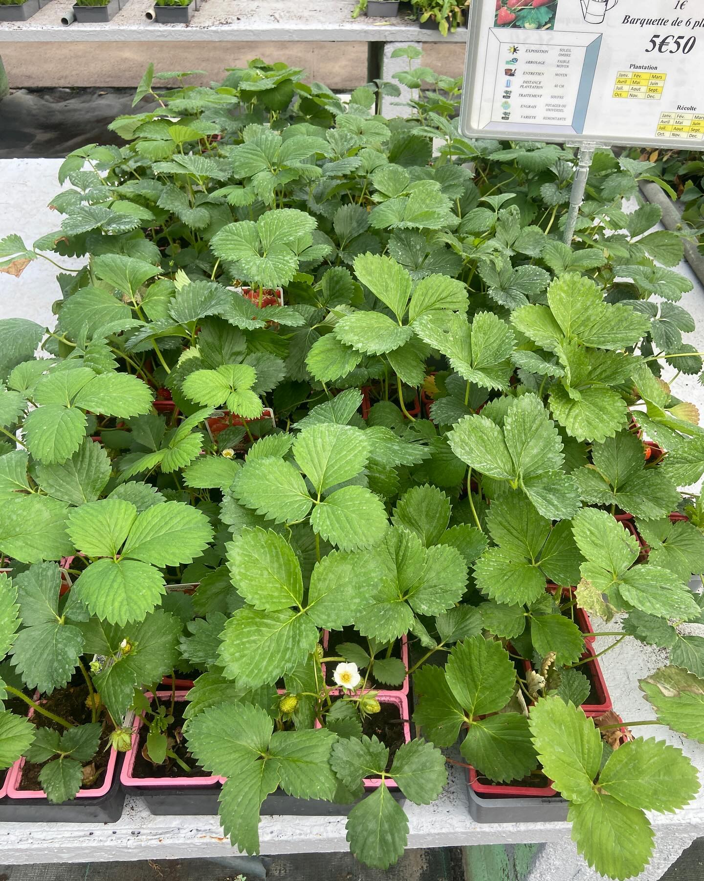 Les Saints de Glace sont passés mais le temps est toujours mitigé ⛈️☔️
Et votre potager s’est mitigé aussi ? 
Quelques ruptures sont à déplorer : courge,butternut, potiron.
Mais tout le reste est disponible en quantité: tomates, courgettes, concombre, fraisiers, salades, aubergines, poivrons, oignons….
Et des promos : tomates, greffes, terreau, engrais…
Alors qu’attendez vous ? 
Direction jardinerie de l’étang 2300 route des baisses 13130 Berre l’étang 

#jardinerie #jardinage #potager #legume #cultiver #berreletang #jardineriedeletang