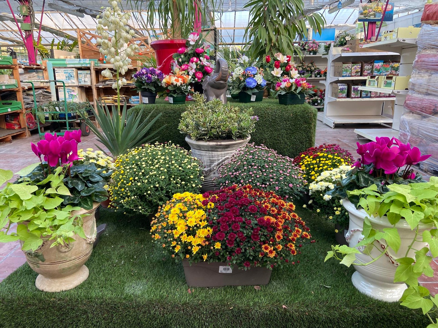 🌼 Nouvel arrivage de chrysanthèmes directement de notre producteur local !
Etes vous prêts pour la Toussaint ? 🎃🎃🎃
Découvrez aussi pensées, violas, cyclamens et bruyères produits sur site. 🌻🌻
Nous vous accueillerons même les dimanches 26 octobre et 2 novembre. 🌿 📣📣

Une seule adresse pour vous faire plaisir cet automne : 

Jardinerie de l'Étang, 2300 Route des Baisses, 13130 Berre l'Étang.

 #Toussaint #Jardinage #Plantes #Chrysanthèmes #Fleurs #Local #Jardinerie #BerreLEtang #jardineriedeletang
https://jardineriedeletang.fr