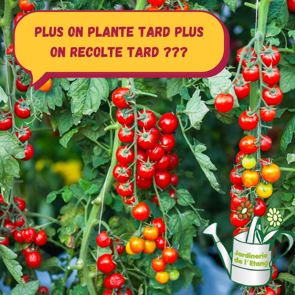 🌱 Attention, jardiniers impatients ! 😄
Pour récolter de belles tomates en juin 🍅, il faut planter en avril au plus tard. Eh oui, la nature a son rythme ! Même si on aimerait que tout pousse en un claquement de doigts, les légumes, eux, prennent leur temps. Ce principe vaut pour toutes les variétés : plus on plante tard, plus on risque de voir la récolte filer vers la fin de l’été… voire l’automne ! 🌞

Certes, il y a les fameuses Saints de Glace ❄️ en mai, ces trois jours où tout le monde retient son souffle en scrutant le thermomètre 🌡️. Mais si le doute s’installe, pas de panique : à la Jardinerie de l’Étang 🌿, nos plants sont déjà bien costauds ! Cultivés sous serre froide 🏡 (avec à peine 1 petit degré de différence la nuit 🌙), ils profitent d’un cocon depuis le mois de février 📅.

Alors avant de repousser vos plantations “au cas où”, venez jeter un œil à nos plants 👀 : ils ont déjà pris de l’avance, et vous comprendrez vite qu’ils n’ont pas peur d’un petit courant d’air ! 💪

📍 Jardinerie de l’Étang
2300 route des Baisses, 13130 Berre-l’Étang
🕘 Ouvert 7J/7 — 9h à 12h et 14h à 18h, y compris dimanches et jours fériés 🌸