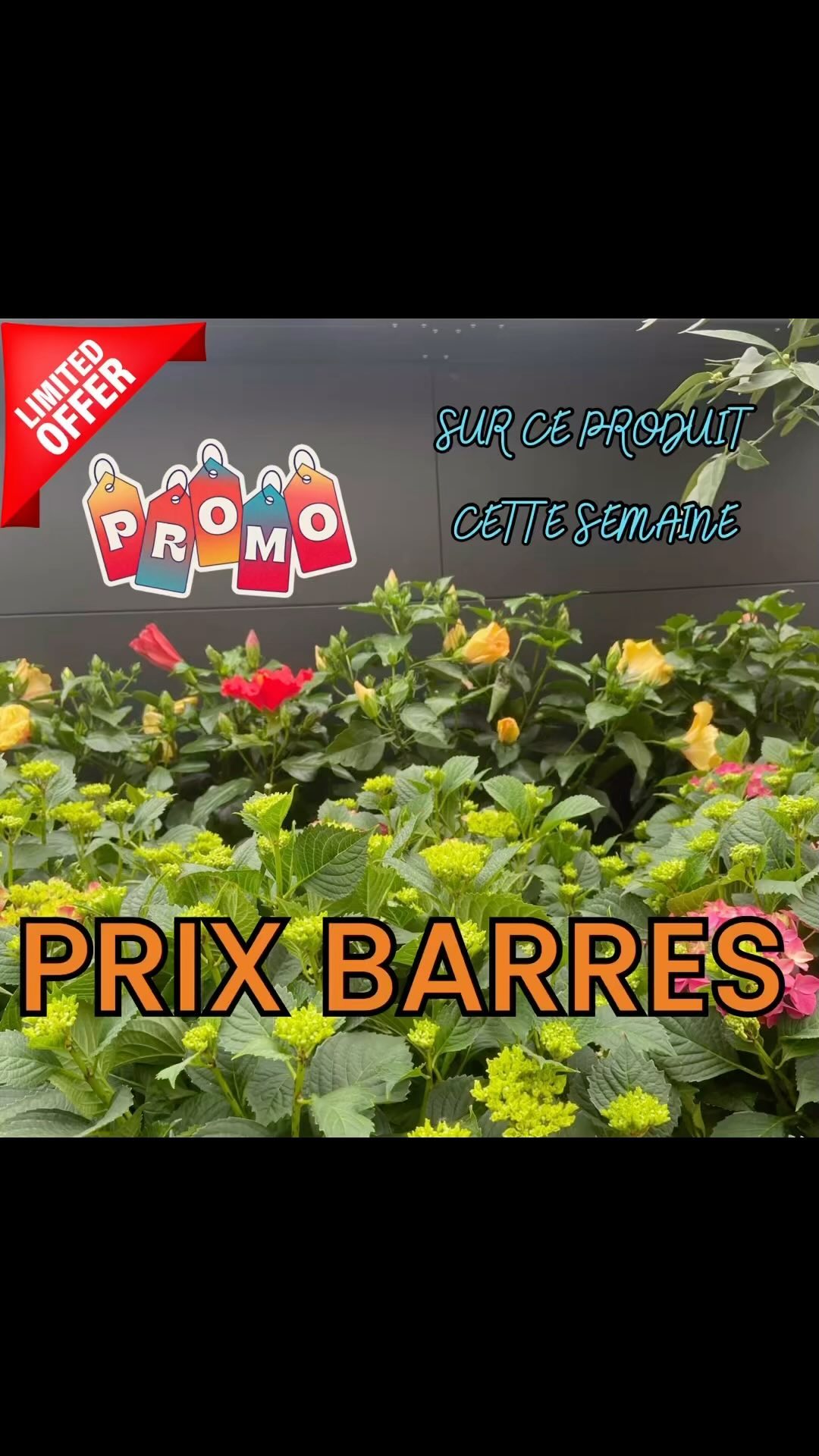 Prix barrés semaine 19 🤪🤪
Tout pour le potager 🍆🍅🥕🥒

Tout les tarifs dispo sur notre site 

https://jardineriedeletang.fr

Et toujours une seule adresse :2300 route des baisses 13130 Berre l’etang 

#legume #potager #jardinerie #jardin #berreletang #jardineriedeletang