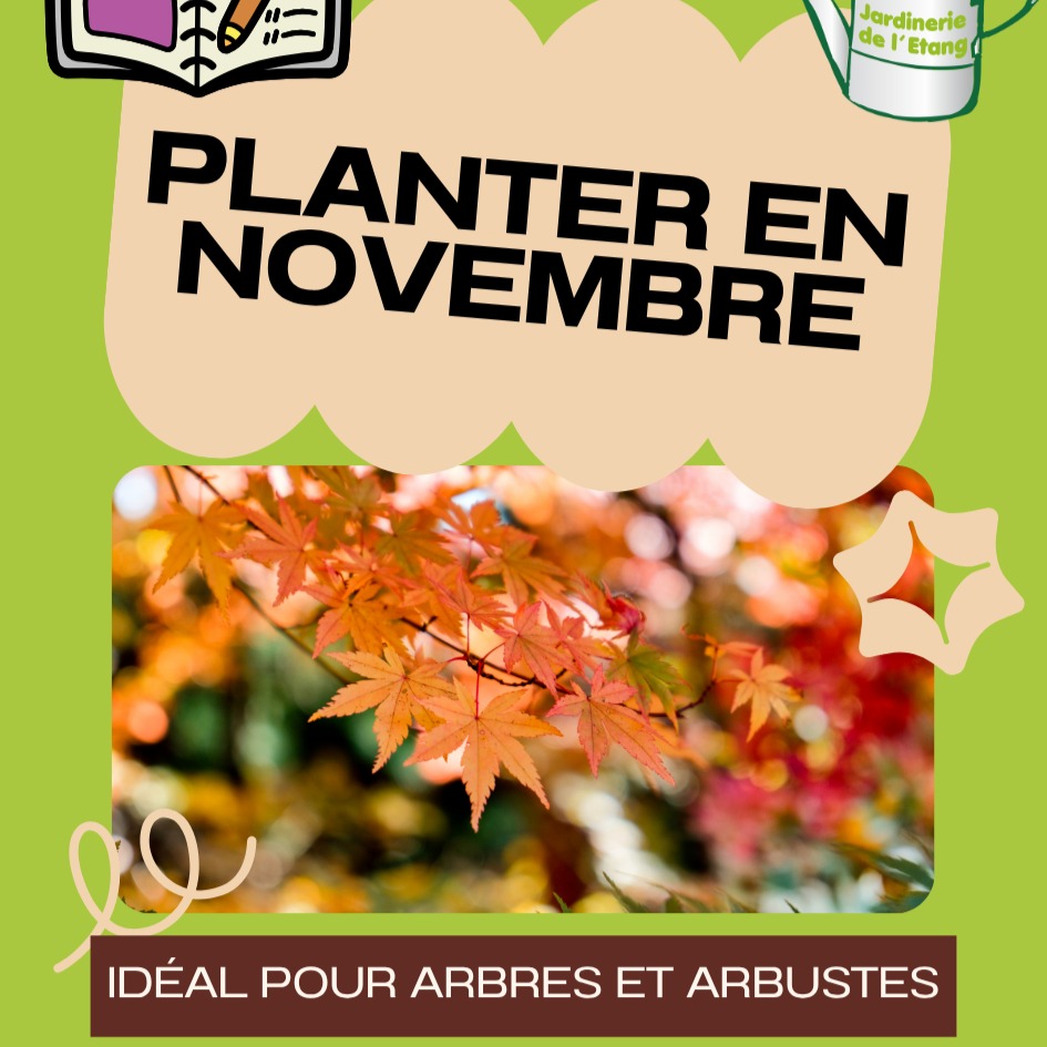 🍂 Malgré le retour du froid, novembre reste un mois idéal pour planter !
(Conseils de la Jardinerie de l’Étang – Berre-l’Étang)

🌿 Calendrier de plantation au jardin en novembre

🌳 Arbres et arbustes

Novembre est le moment parfait pour planter vos arbres fruitiers (pommiers, poiriers, cerisiers, pruniers) et arbustes d’ornement (rosiers, lilas, forsythias, hortensias).
Conseil de la Jardinerie de l’Étang : arrosez abondamment à la plantation, même s’il pleut, pour bien tasser la terre autour des racines. Ajoutez un paillage minéral ou naturel pour protéger le sol et limiter les arrosages.
🌱 Plantes vivaces et bulbes

Installez les vivaces rustiques (lavande, iris, pivoines, campanules) et terminez la mise en terre des bulbes de printemps (tulipes, narcisses, jacinthes, crocus).
Conseil de la Jardinerie de l’Étang : mélangez un peu de sable ou de gravier à la terre pour améliorer le drainage, surtout dans les sols lourds de la région.
🥦 Potager

Plantez les choux, laitues d’hiver et épinards. Semez les fèves et pois dans les zones au climat doux.
Conseil de la Jardinerie de l’Étang : paillez vos rangs avec un paillage naturel pour garder la chaleur du sol et limiter les mauvaises herbes.
🌾 Entretien du sol

Ameublissez la terre, apportez du compost ou du fumier bien décomposé.
Conseil de la Jardinerie de l’Étang : profitez de cette période pour préparer vos massifs et allées. Nous proposons la livraison de terre, gravier et paillage directement à domicile.
🌸 Astuce de saison

Taillez les végétaux défleuris, ramassez les feuilles mortes et protégez les jeunes plantations du gel.
Conseil de la Jardinerie de l’Étang : notre équipe de paysagistes réalise tous vos travaux de taille, création et réaménagement de jardin, pour particuliers, entreprises et collectivités. Nous intervenons sur tout le secteur de Berre-l’Étang.
📍 Jardinerie de l’Étang
2300 route des Baisses, 13130 Berre-l’Étang
📞 07 68 13 86 85
📧 Un devis gratuit ? Demandez votre rendez-vous sur contact@jardineriedeletang.

#JardinerieDeLEtang #BerreLEtang #Jardin #Paysagiste #PlantationNovembre #ConseilsJardin #EntretienJardin #CréationJardin #TailleArbres #PaillageNaturel #ArbresFruitier #Potage