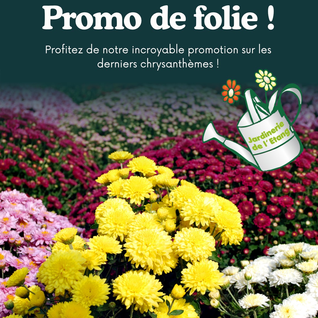 🌼🌸 Promo de folie à la Jardinerie de l’Étang ! 🌸🌼

😱 Les derniers chrysanthèmes font de la résistance ! Ils n’attendent plus qu’un jardin ou un balcon pour briller de mille feux.
🎨 Et les cyclamens, eux, ont sorti le grand jeu : toutes les couleurs de l’arc-en-ciel (ou presque) pour égayer les journées grises !

📣 Avis aux retardataires !
⏰ Pas de panique… mais presque ! Les plus beaux spécimens partent vite, alors direction la jardinerie avant qu’ils ne se fassent la malle !

📍 2300 route des Baisses, 13130 Berre-l’Étang
📞 07 68 13 86 85

🌿 Venez sauver un chrysanthème (et repartir avec un cyclamen heureux) ! 🌿

#JardinerieDeLEtang #Chrysanthèmes #Cyclamens #PromoFleurs #BerreLEtang #FleursDeSaison #Jardin #Plantes #CouleursDAutomne #PassionJardin