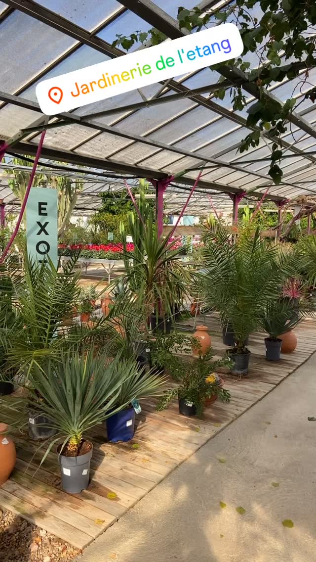Du choix, de la qualité c’est ce que nous proposons à la jardinerie de l’étang 👍👍👍

Et même si nous n’avons pas toutes les tailles de plantes, posez nous la question pour que l’on puisse voir ensemble car avec + de 200 fournisseurs on ne peux pas tout@mettre en rayon 🤣🤣🤣

Alors vous hésitez encore 🤔🤔🤔

Jardinerie de l’étang 
2300 Route des Baisses 
13130 Berre l’étang 

#vegetaux #plantes #jardins #plantations #conseil #jardineriedeletang #berreletang #rognac #lafarelesoliviers #velaux