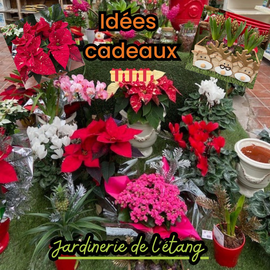 🎄 Invitation de dernière minute – Noël sans stress (ou presque) 🎅
Panique à bord ! 😱 Noël approche et la déco fait grise mine ? Pas de soucis, la Jardinerie de l’Étang a la solution : une belle plante 🌿 aux couleurs de Noël 🎁, prête à sauver la situation (et à impressionner belle-maman 👀).

Poinsettias flamboyants 🌺,branches de sapins qui sentent bon la forêt 🌲, et compositions qui feraient rougir le Père Noël lui-même 🎅✨… De quoi transformer la maison en cocon festif sans sortir une guirlande de plus 🎀.

Alors, avant que les lutins 🧝‍♂️ ne ferment boutique, direction la Jardinerie de l’Étang pour un Noël plein de verdure 🌿, de bonne humeur 😄 et de style 💫 !

Jardinerie de l’Étang
📍 2300 route des Baisses, 13130 Berre-l’Étang
📞 07 68 13 86 85
✉️ contact@jardineriedeletang.fr

#Jardineriedeletang #Noël #DécorationNoël #PlantesDeNoël #Poinsettia #SapinDeNoël #IdéeCadeau #AmbianceFestive #BerreLEtang #MagieDeNoël #DécorationNaturelle #FêtesDeFinDAnnée #Jardin #Végétal #NoëlNaturel
#Provence #Marseille #SalonDeProvence #Rognac #Vitrolles #LançonProvence #SaintChamas #CôteBleue #PaysSalonais #BouchesDuRhône #SudDeFrance #ProvenceAlpesCôteDAzur