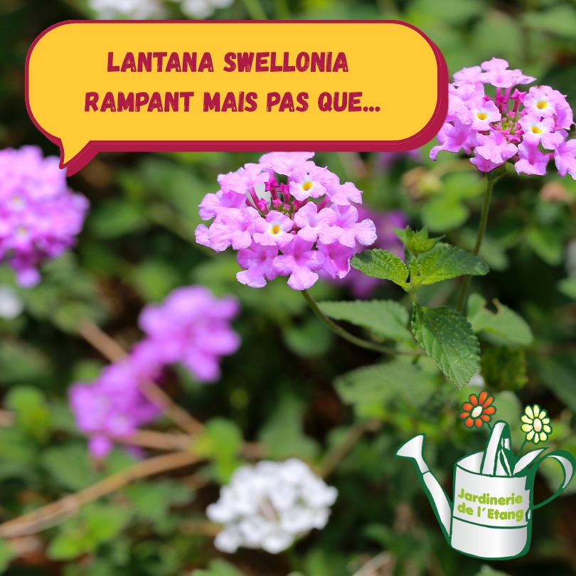🌸 Le jardin aussi a droit à un petit coup de neuf ! 😄

Les bégonias, impatiens et pétunias, c’est un peu comme les tubes de l’été : on les adore, mais on les connaît par cœur 🎶🌺

Alors cette année, on change de refrain et on mise sur la nouveauté !

Place aux stars montantes du jardin : le lantana rampant qui déborde de couleurs 🌈, la némésia au parfum délicat 🌼, le cosmos aérien qui danse au vent 💃, ou encore le lithodora bleu profond qui fait rêver d’océan 🌊.

Des fleurs originales, pleines de pep’s, qui donneront un vrai style à vos massifs et jardinières ! 🌿✨

Et ce n’est qu’un aperçu… plus de 50 variétés de fleurs annuelles et vivaces vous attendent sur nos tables, prêtes à transformer votre jardin en festival de couleurs 🎨🌻

📍 Jardinerie de l’Étang – 2300 route des Baisses, 13130 Berre-l'Étang
🕘 Ouvert tous les jours de 9h à 12h et de 14h à 18h (même dimanches et jours fériés)

#JardinFleuri #JardinerieDeLEtang #FleursAddict #TeamJardin #NouveautésFleuries #ByeByeBégonias #HelloLantana #PrintempsEnCouleurs #CosmosPower #LithodoraLove 🌷🌻🌞